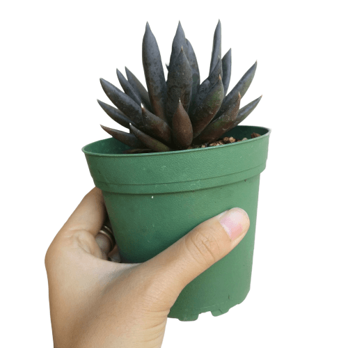 Succulent gift, succulent plant, succulents store in CA, Rare succulents, succulents garden, succulent subscription, monthly succulents, how to grow succulents, succulents shop in California, Dark Purple Succulent in California, How to grow Dark Purple Succulent, Echeveria Succulents for Thanksgiving Decor, Thanksgiving Succulents Gift Ideas,echeveria, echeveria succulent, echeveria types, succulent echeveria, buy succulents online, succulent shop, succulent store, echeveria plant, indoor succulents
