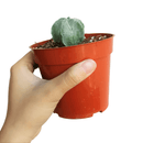 Bishop’s cap cactus, cactus, succulent plant, succulent care, succulents, indoor succulents, succulents garden, succulent subscription, monthly succulents, succulent care guide, succulent care tips, outdoor succulents, succulents shop in California, bishop cactus in California, how to grow bishop's cap succulent, cactus, cactus succulent, succulent cactus, cacti, cactus and succulents, succulents box, succulent shop, buy succulents online