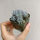 Graptopetalum Pachyphyllum