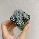 Graptopetalum Pachyphyllum