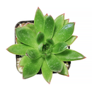 Succulent Christmas Gift Ideas, Christmas Gift Ideas for Succulent Lovers, Holiday Succulent Planter, Holiday Decorating with Succulents, 4 inch echeveria agavoides christmas in terracotta clay pot as gift