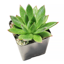 Succulent Christmas Gift Ideas, Christmas Gift Ideas for Succulent Lovers, Holiday Succulent Planter, Holiday Decorating with Succulents, 4 inch echeveria agavoides christmas in terracotta clay pot as gift