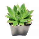 Succulent Christmas Gift Ideas, Christmas Gift Ideas for Succulent Lovers, Holiday Succulent Planter, Holiday Decorating with Succulents, 4 inch echeveria agavoides christmas in terracotta clay pot as gift