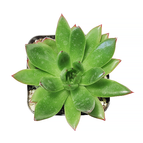Echeveria Christmas plant where to buy, Succulent Christmas Decorations, Succulent Christmas Gift Ideas, Christmas Gift Ideas for Succulent Lovers, Holiday Succulent Planter, Holiday Decorating with Succulents