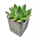 Succulent Christmas Gift Ideas, Christmas Gift Ideas for Succulent Lovers, Holiday Succulent Planter, Holiday Decorating with Succulents, 4 inch echeveria agavoides christmas in terracotta clay pot as gift