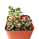 phedimus spurius tricolor, two row stonecrop, succulents garden, succulents store in CA, indoor succulents, succulent plant, Succulents, succulents shop in California, succulent subscription, succulent care tips, sedum tricolor in California, How to grow sedum tricolor