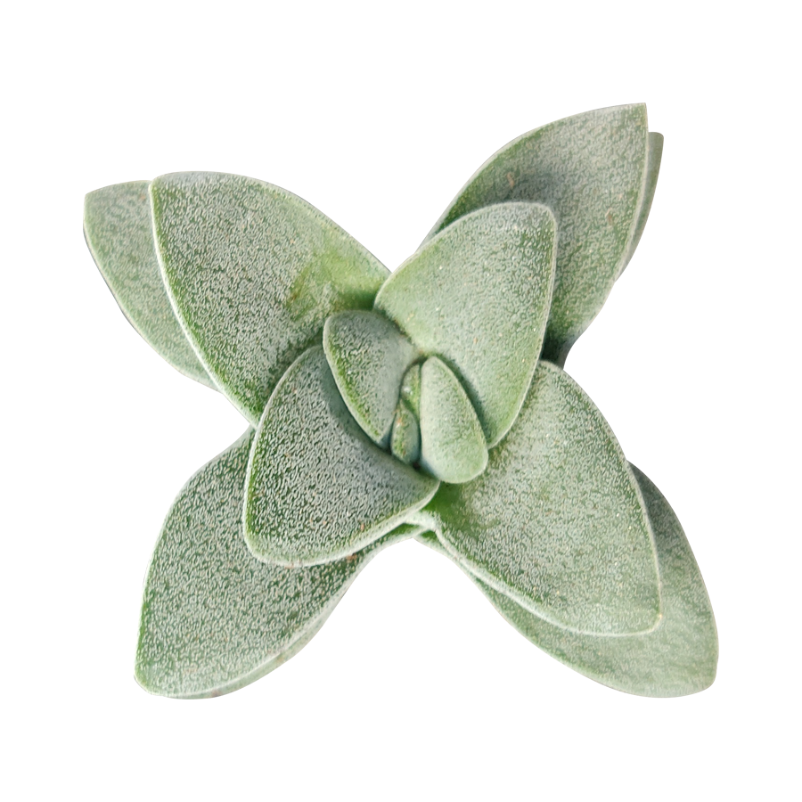 morgan's beauty succulent Crassula Morgan Beauty Silver Springtime Succulents for Sale 4 inch / Plastic Pot by Succulents Box