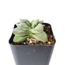 Crassula Morgan in California, How to grow Crassula Morgan, crassula, crassula plant, crassula succulent, crassula types, crassula varieties, types of crassula, crassula species, crassulas, succulent crassula