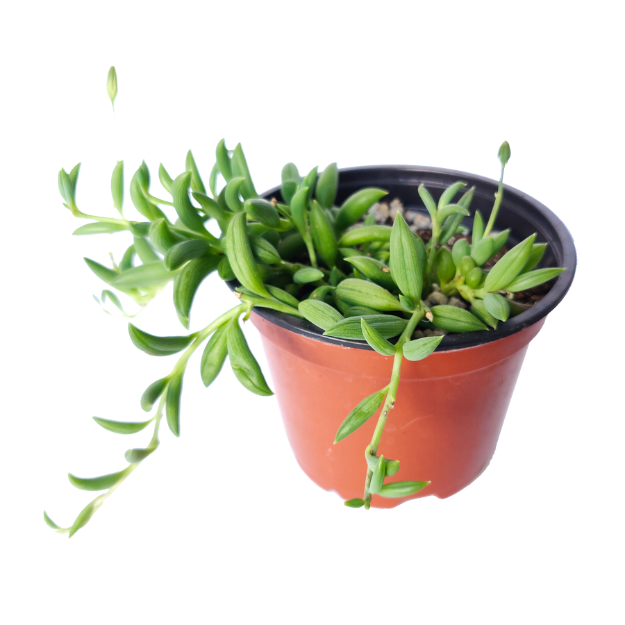 succulent that looks like bananas Senecio String of Bananas 4 inch / Plastic Pot
