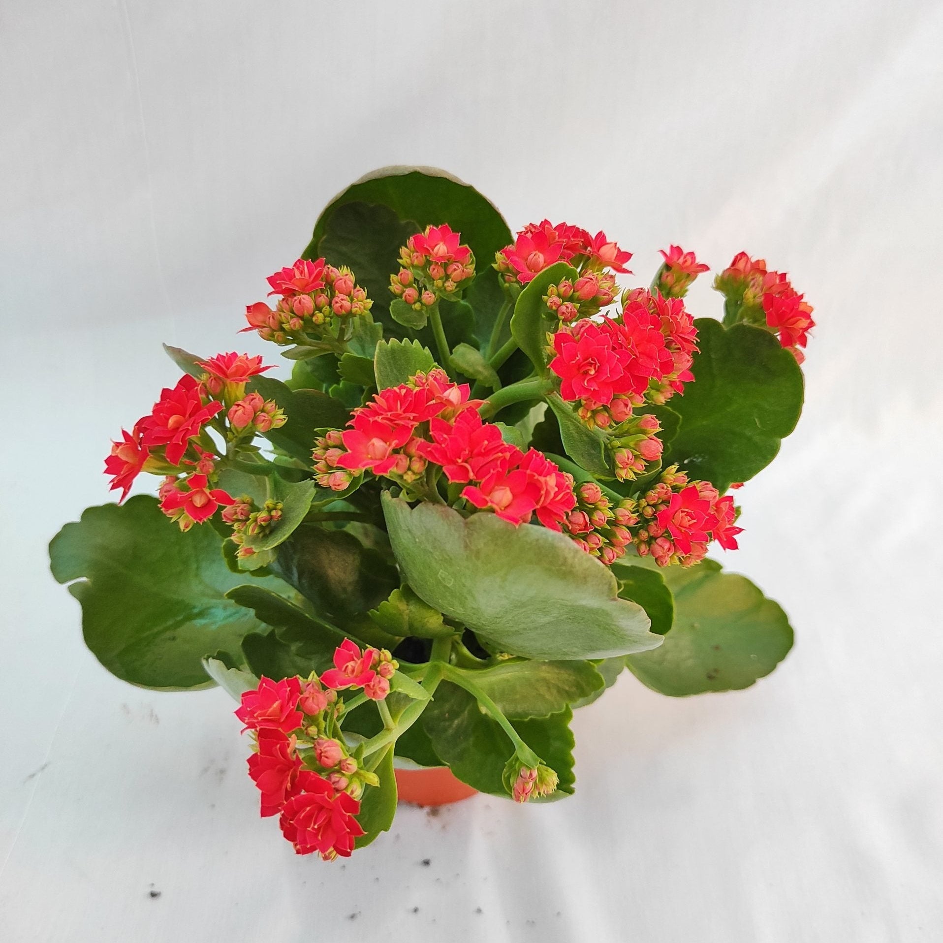 red flowered succulent Kalanchoe blossfeldiana 'Calandiva Red' | Houseplant Decor