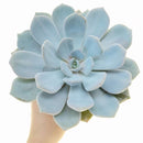 4 inch Echeveria Asante Sana Succulent in Plastic Pot for sale, Buy Fairy Wash Echeveria 4 inch, Easy-care succulents for beginners, A beautiful rosette succulent to enhance your plant collection
