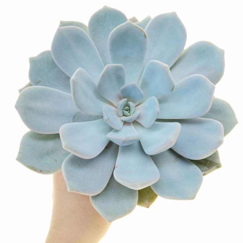 4 inchEcheveria Asante Sana for sale, Fairy Wash Echeveria Rosette Succulent, Types of Unique Echeveria Succulents, Succulent Gift Decor Ideas