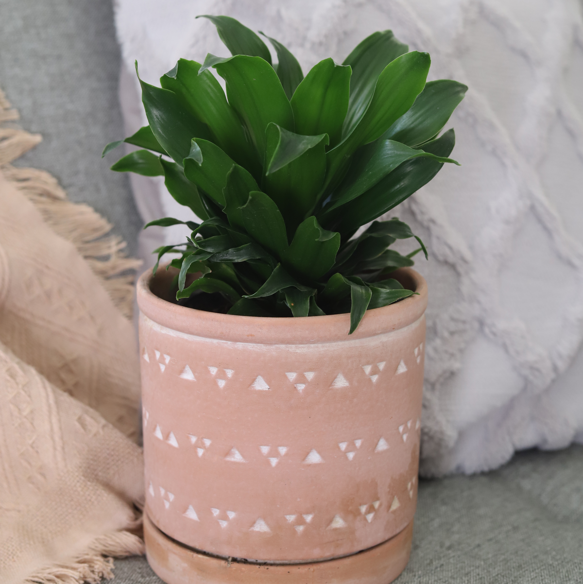 Dracaena Deremensis Janet Craig Compacta, Dracaena plants, houseplant for sale, live indoor plants, online plant shop in ca