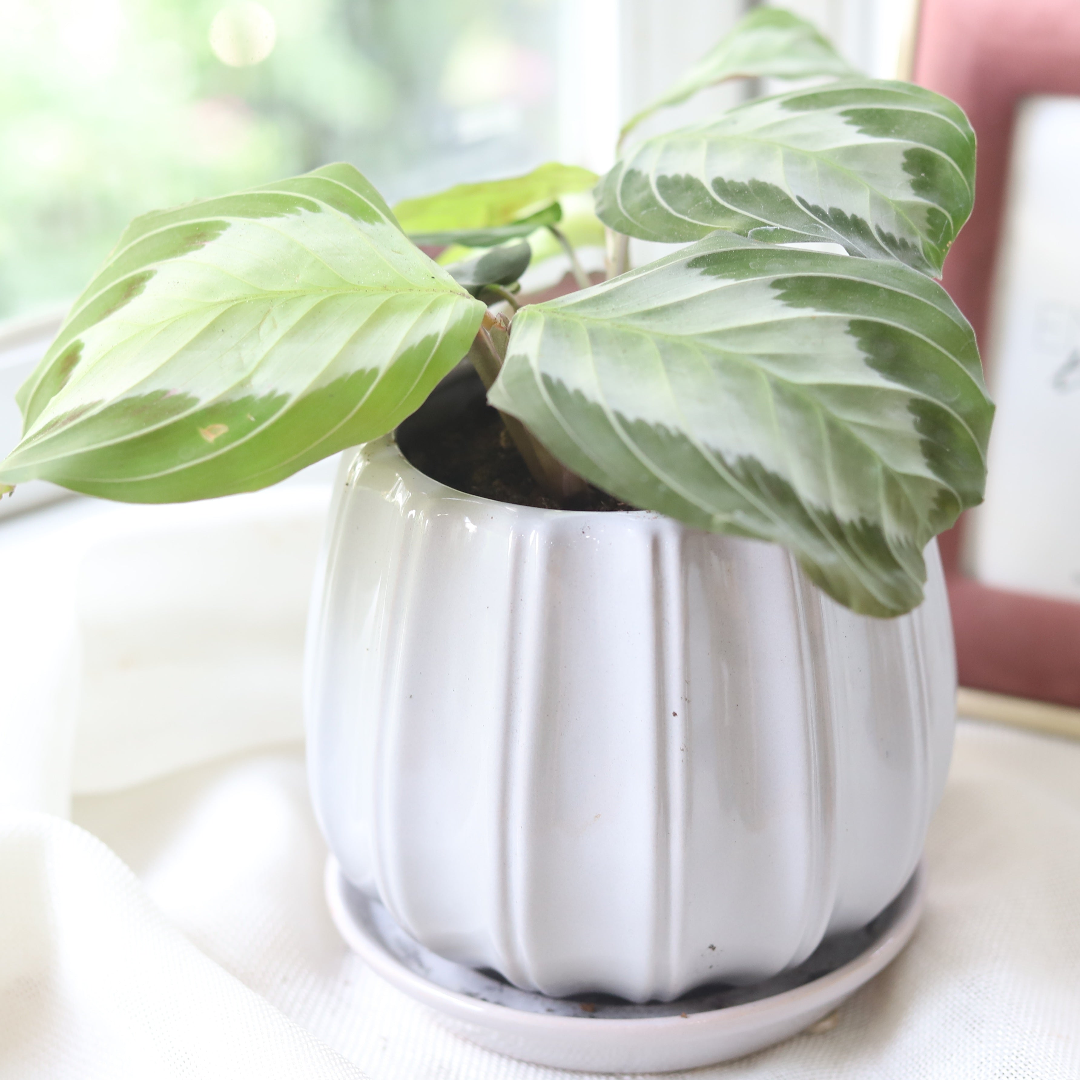 silver prayer plant Maranta Leuconeura 'Silver Band'