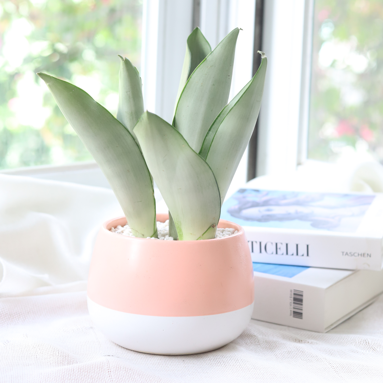 Sansevieria Trifasciata Moonshine, 4 inch houseplants, low-maintenance indoor plants, buy plants online