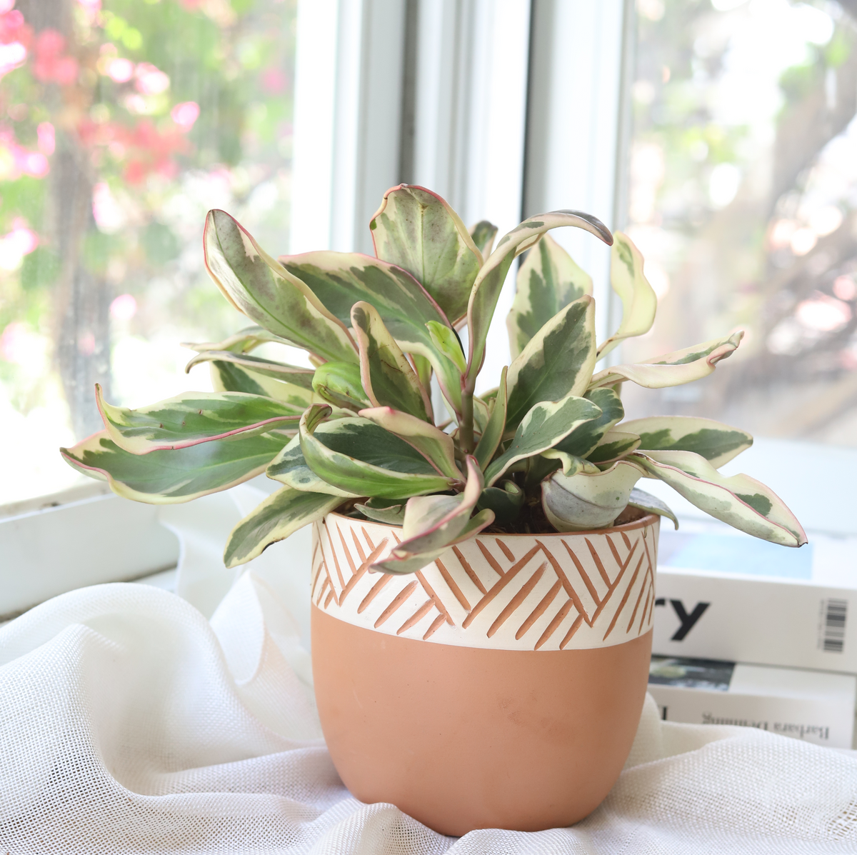 Peperomia Clusiifolia Ginny, Peperomia Ginny, Peperomia plants, buy live plants online, houseplants for sale in ca