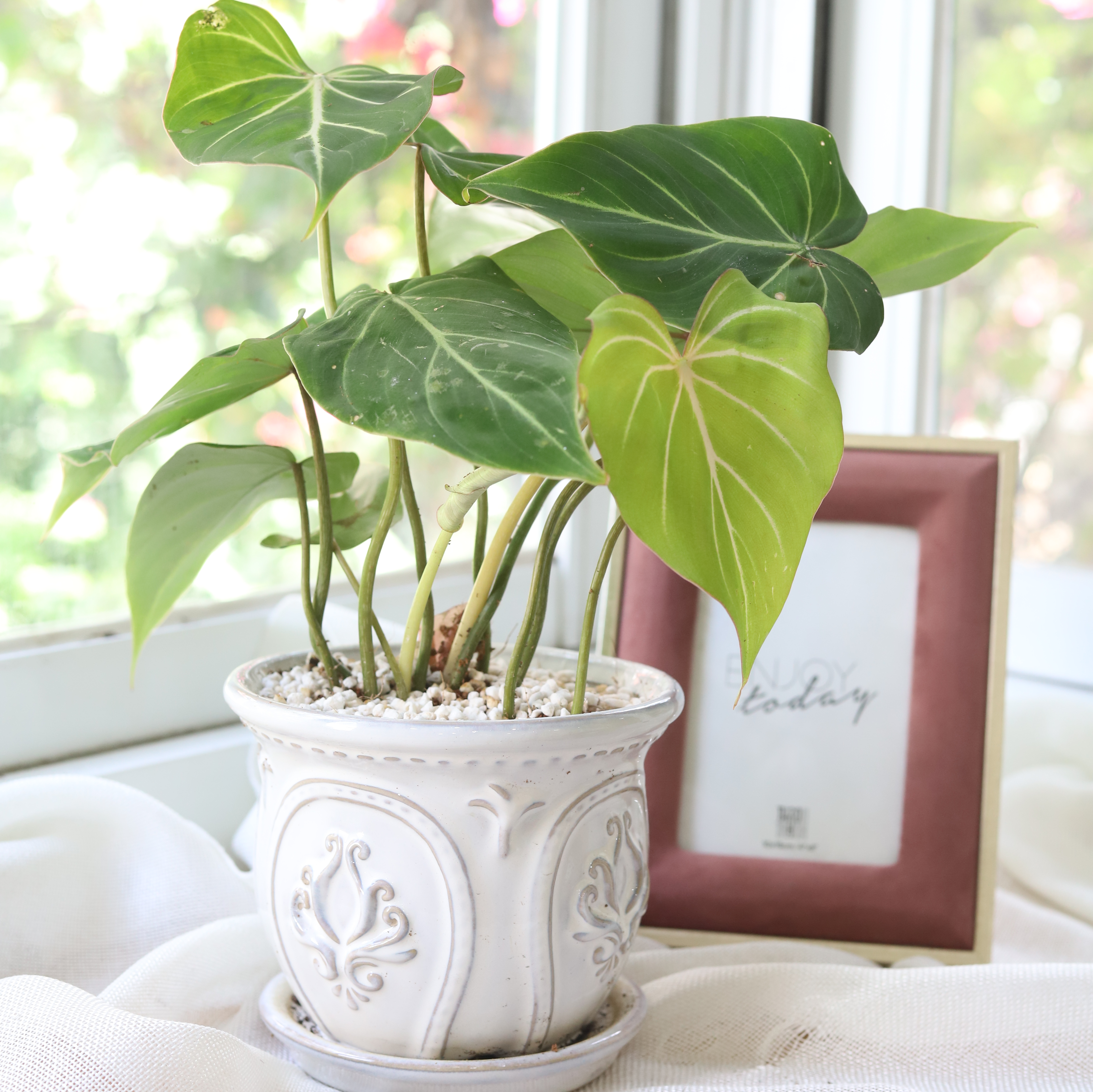heart shaped philodendron for sale Philodendron Gloriosum Heart-shaped Leaves, Easy Care Indoor Plants 6" Pot by Succulents Box