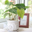 Buy Philodendron Gloriosum Rare Indoor Plants, Rare Velvet Heart-Shaped Leaves Houseplant for sale, Easy Care &amp; Low Maintenance Air Purifying Live Indoor Plant