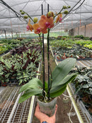 5" pot orchid 'orange phalaenopsis' live houseplant for sale, bold orange waxy butterfly-shaped flowers, flat broad glossy foliage in a fan arrangement, upright architectural growth habit, blooms multiple spikes on double spike option, humidity-loving and pet-friendly, sophisticated statement piece for modern home or office decor, a memorable gift for houseplant enthusiasts