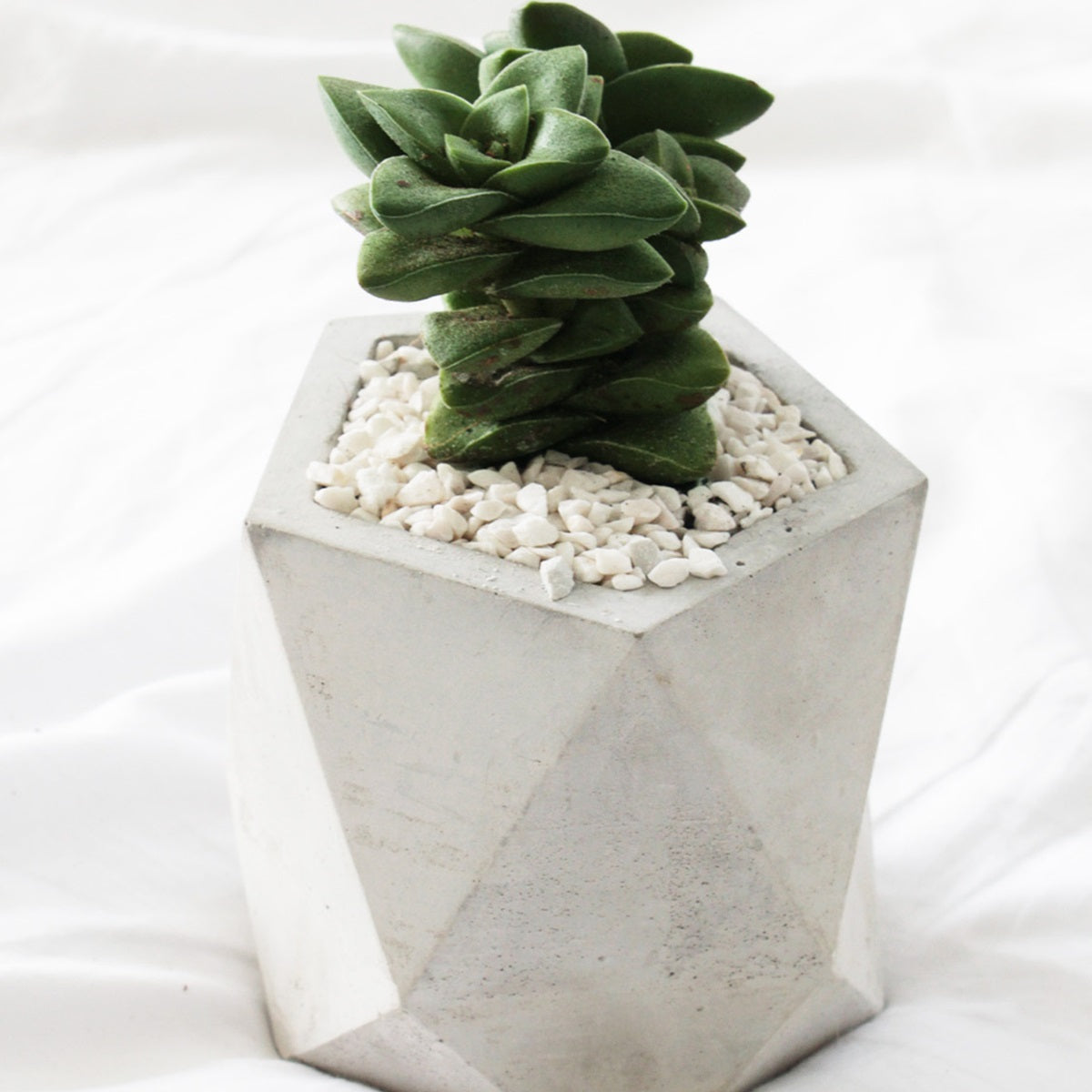 medium succulents Crassula Springtime Succulent fully rooted with Care Guide 2 inch / White Modern Pot by Succulents Box