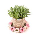 Plant Pot Coaster for sale online, Mini Flower Bouquet Gifts for Women, Creative Home Decor Table Decor, Handmade Gift for Women