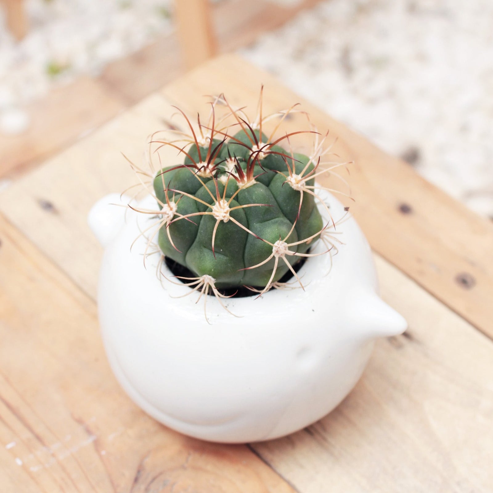 Devil's Tongue Cactus succulent, Buy unique cactus succulent online