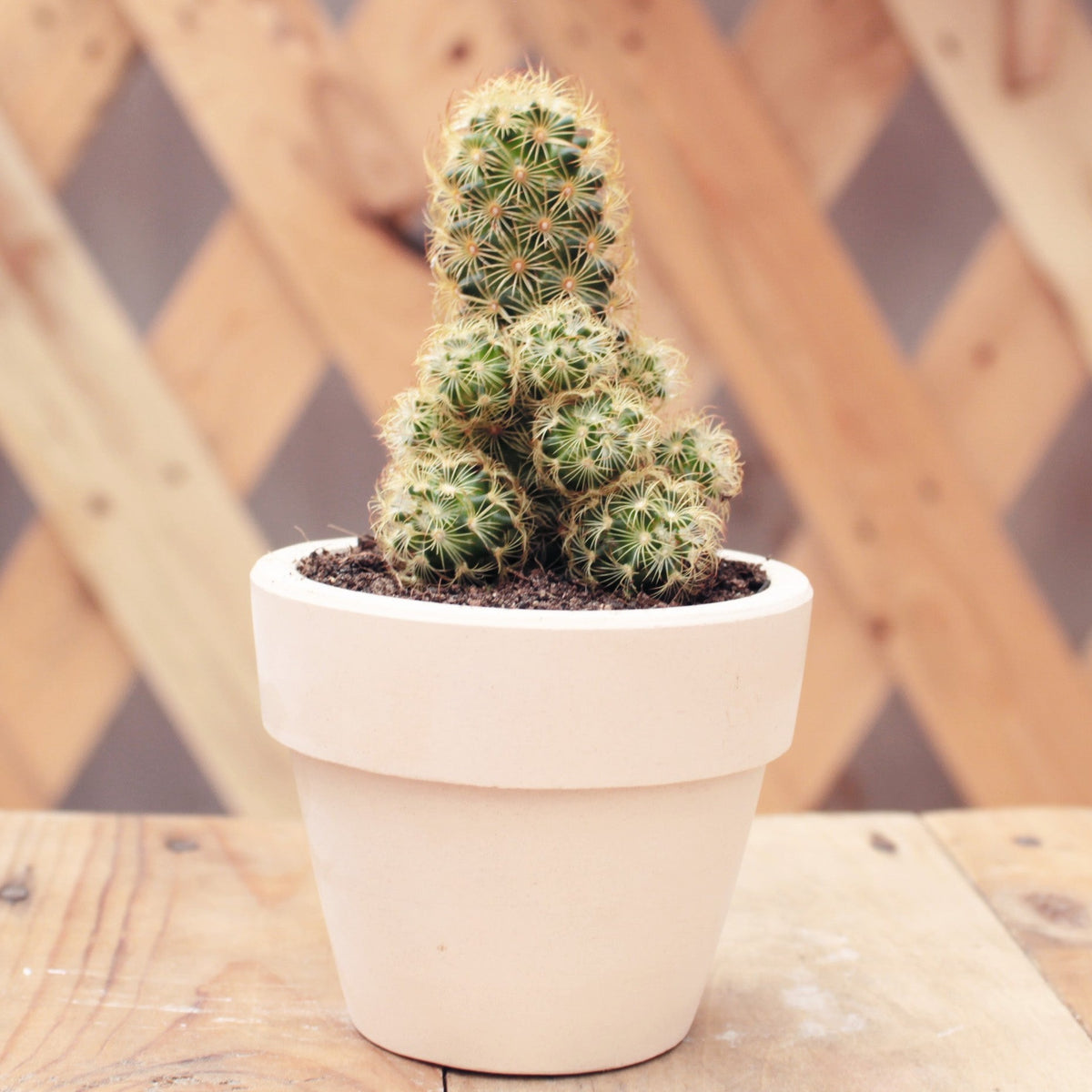 Lady Fingers Cactus Mammillaria Elongata succulent plant in white clay pot, Types of cactus succulents