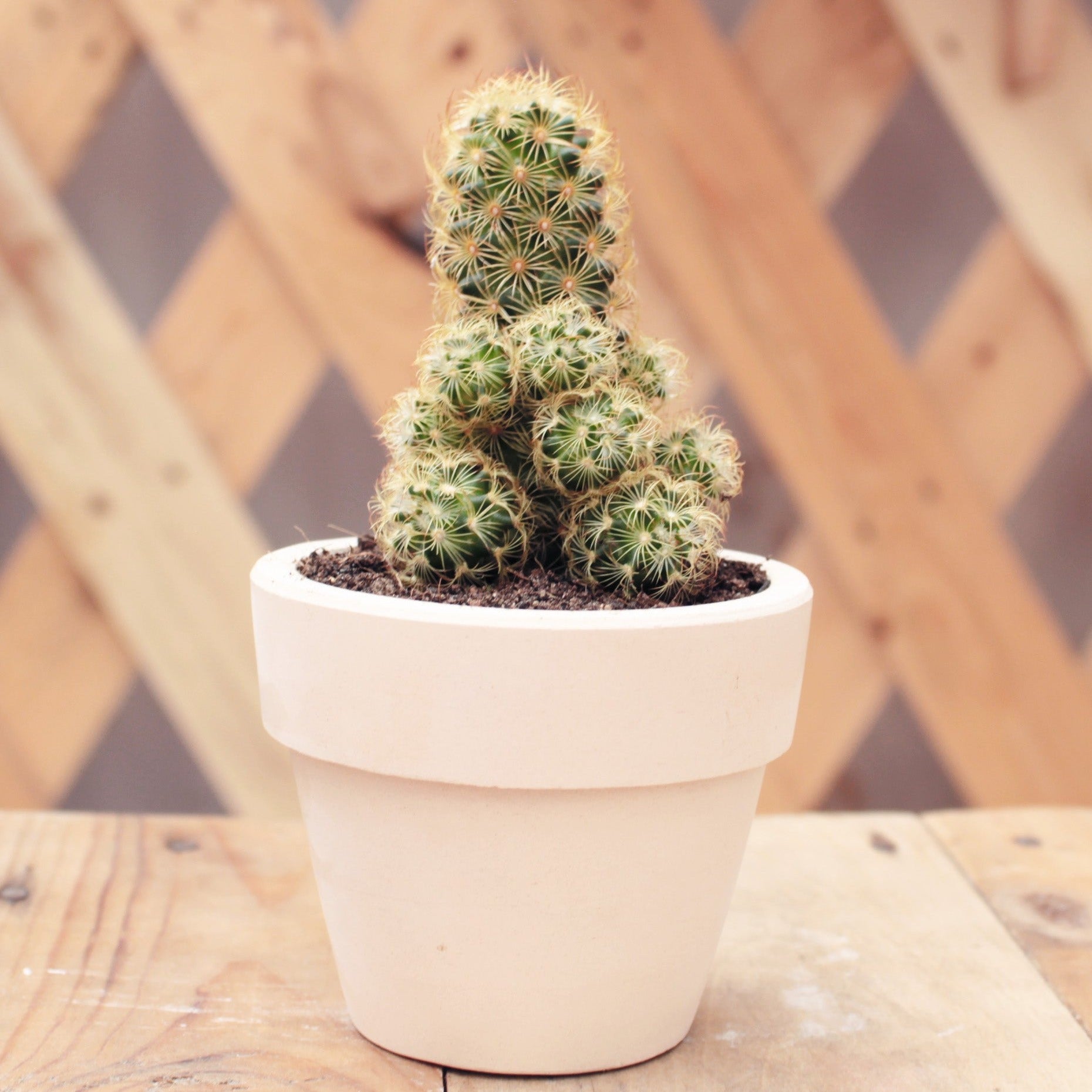 lady finger plant succulent Lady Fingers Cactus Mammillaria Elongata