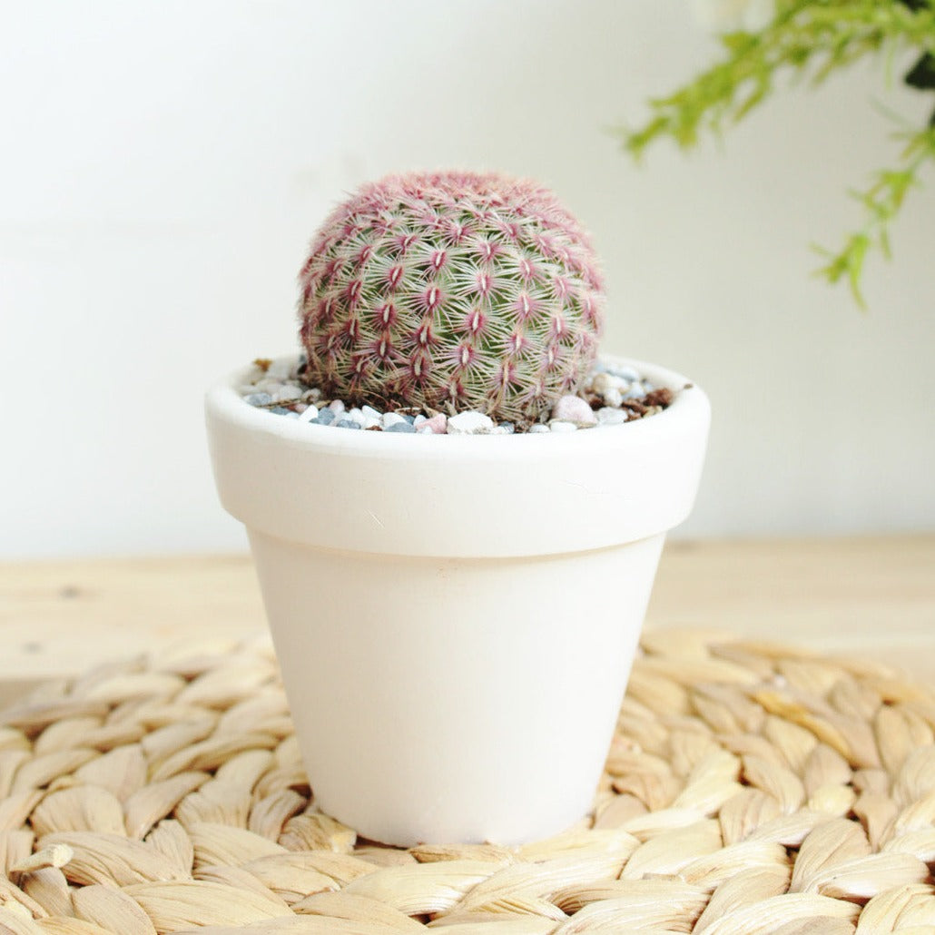 Rainbow Hedgehog Cactus in white clay pot, Pink cactus succulent for gift decor ideas