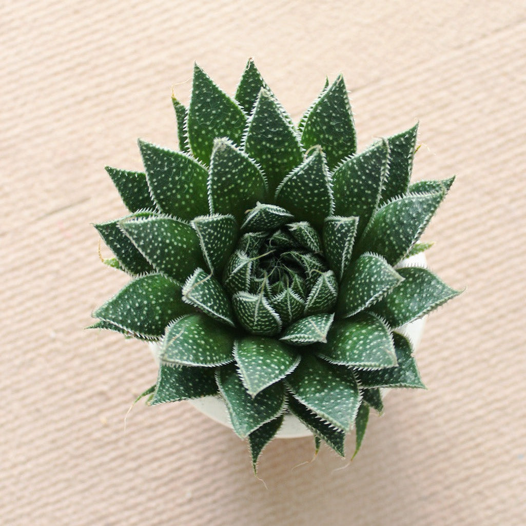 green pointy succulent Gasteria Flow Lace Aloe Succulent Plant