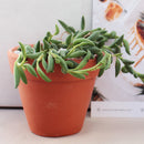 Senecio String of Bananas, easy to care houseplant, houseplant for home and office decoration, succulent plant, indoor succulent