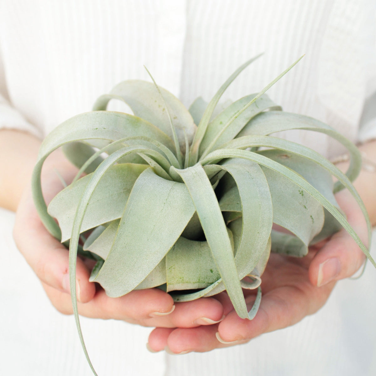 xerographica air plant holder Tillandsia Xerographica