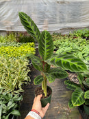 6" pot calathea 'warscewiczii' - 6" pot live houseplant for sale, richly patterned velvet leaves in layered shades of dark and light green, cream-colored cone-like flowers possible in season, upright spreading growth with long petioles creating an architectural canopy effect, high-humidity tropical care for bathrooms and kitchens, a sophisticated and eye-catching gift for plant collectors and home decorators