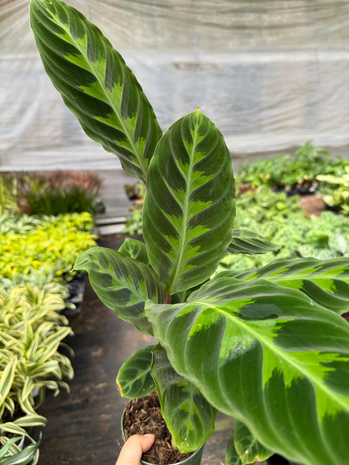 buy calathea 'warscewiczii' - 6" pot live houseplant 6" pot online, broad lance-shaped velvety dark green leaves with peacock-like patterning, deep maroon-purple reverse showing in evening nyctinastic movement, dense lush clumping form reaching up to 3-4 feet at maturity, non-toxic and air-filtering tropical evergreen perennial, a dramatic floor-level accent for boho or tropical-themed interiors, a meaningful gift for anyone building an indoor jungle