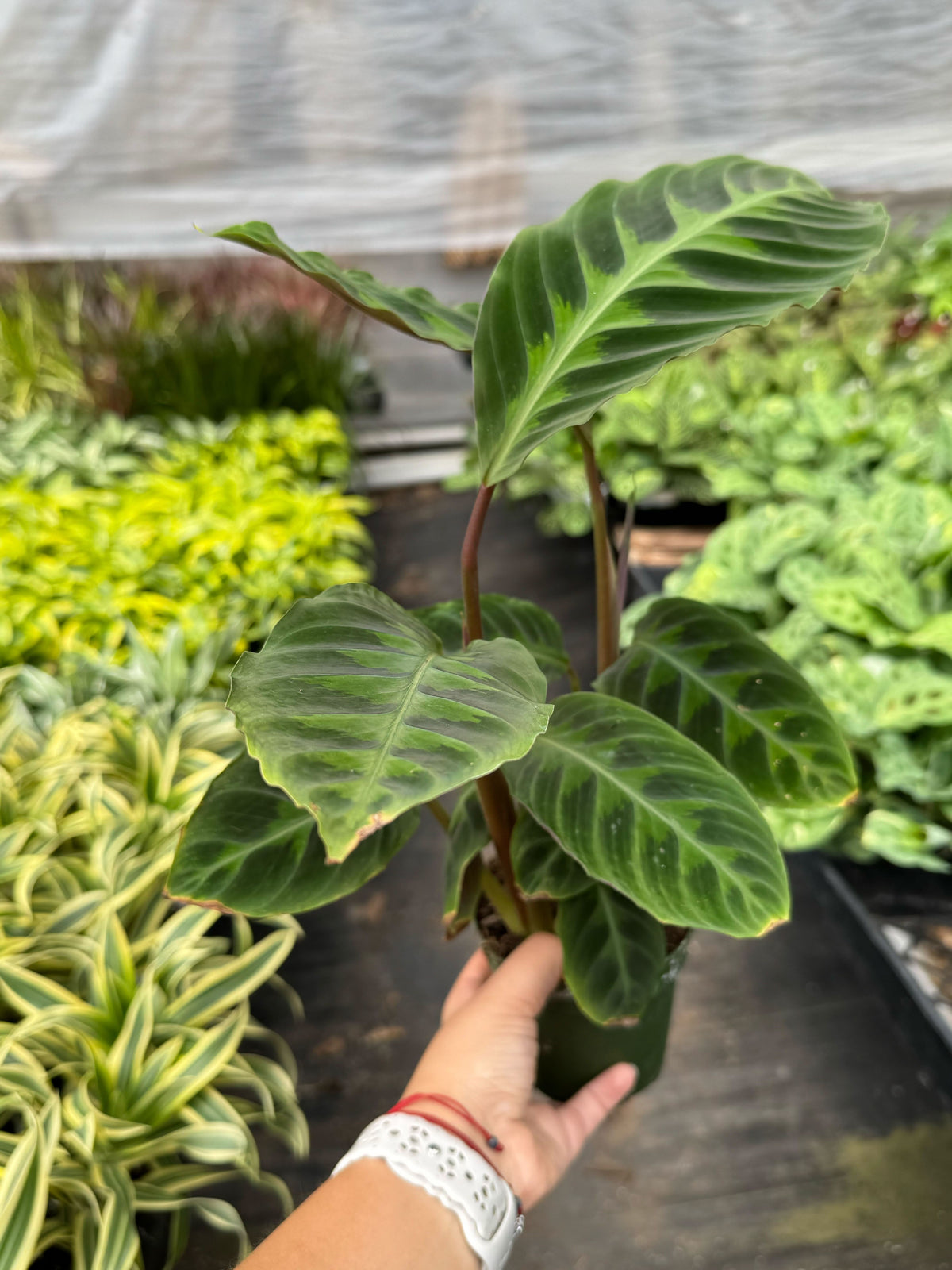 6" pot calathea 'warscewiczii' - 6" pot live houseplant for sale, richly patterned velvet leaves in layered shades of dark and light green, cream-colored cone-like flowers possible in season, upright spreading growth with long petioles creating an architectural canopy effect, high-humidity tropical care for bathrooms and kitchens, a sophisticated and eye-catching gift for plant collectors and home decorators