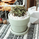 crassula, crassula plant, crassula succulent, crassula types, crassula varieties, types of crassula, crassula species, crassulas, succulent crassula