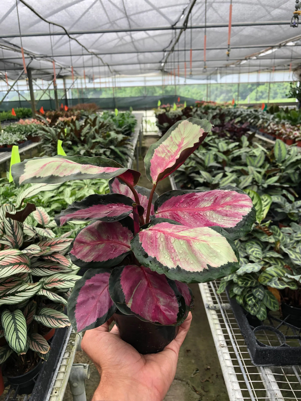 6" pot calathea roseopicta 'silvia' live houseplant for sale, bold tropical foliage with deep green outer margins and rose-pink interior banding, upright non-trailing growth form reaching up to two feet tall, red-purple underside revealed when leaves fold at dusk, air-purifying and pet-friendly qualities, stunning bohemian decor plant ideal as a birthday or housewarming gift