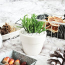 How to grow Dancing Bones, rare succulents, rare succulents for sale, unique succulents, buy succulents online, rare succulent, succulent shop, unusual succulents, succulent store, succulents online