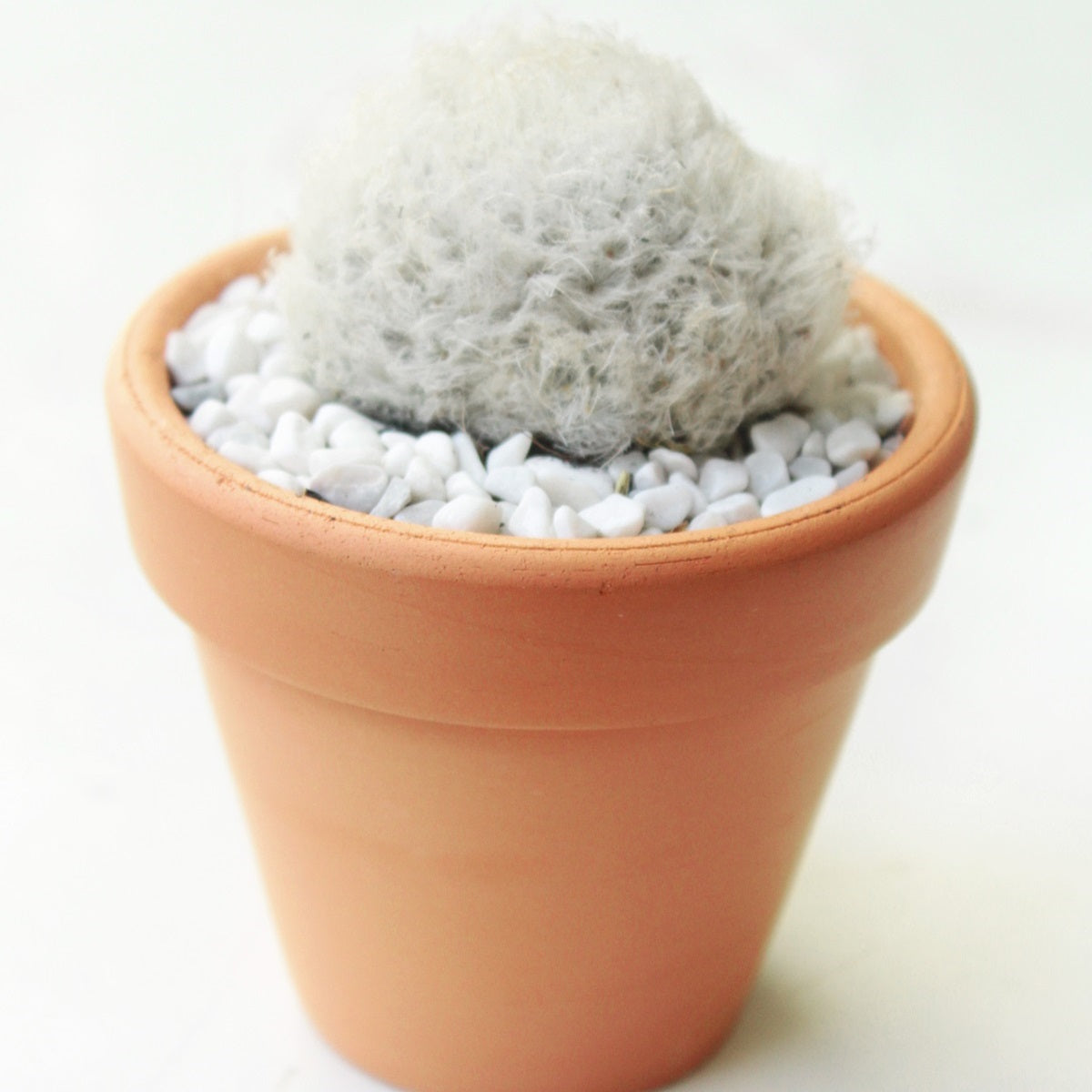 Peruvian Old Man Cactus, Espostoa lanata, Peruvian Snowball Cactus, unique cactus