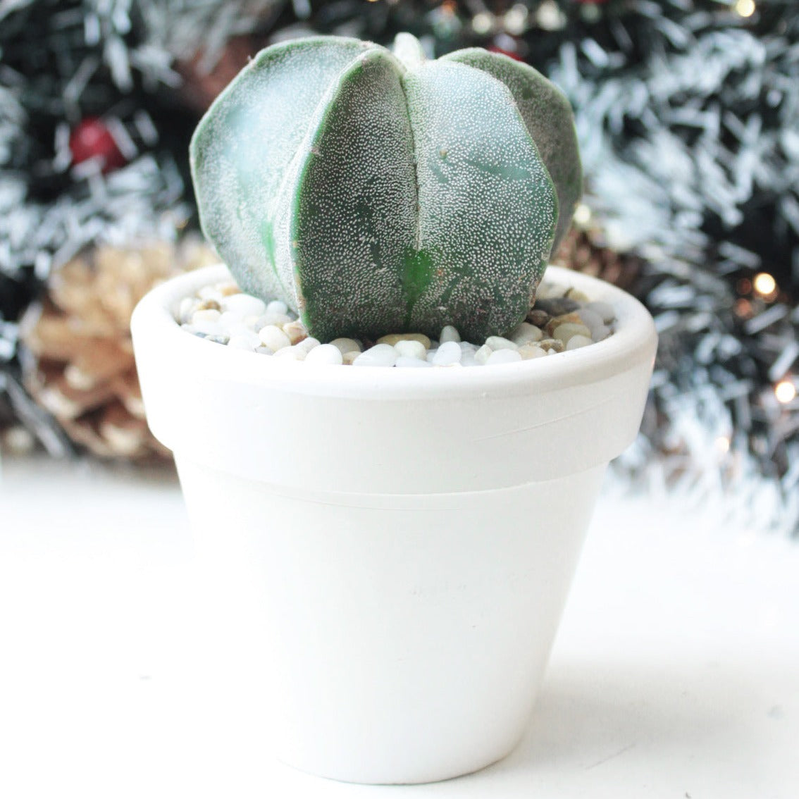 Bishop's Cap Cactus Astrophytum Myriostigma rare succulent for sale, Christmas succulent gift ideas