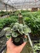 4" pot peperomia 'burbella' live houseplant for sale, lustrous gray-green caperata-ridged leaves, upright bushy form stays under 12 inches, easy-care indoor plant for offices or small spaces, stores water in thick leaves for drought tolerance, elegant on a tabletop or plant stand, a lovely gift for any plant enthusiast