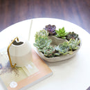 Potted Succulent Arrangement for Sale, Perfect Gifts for Mother&#39;s Day, Mother&#39;s Day Succulent Arrangement 