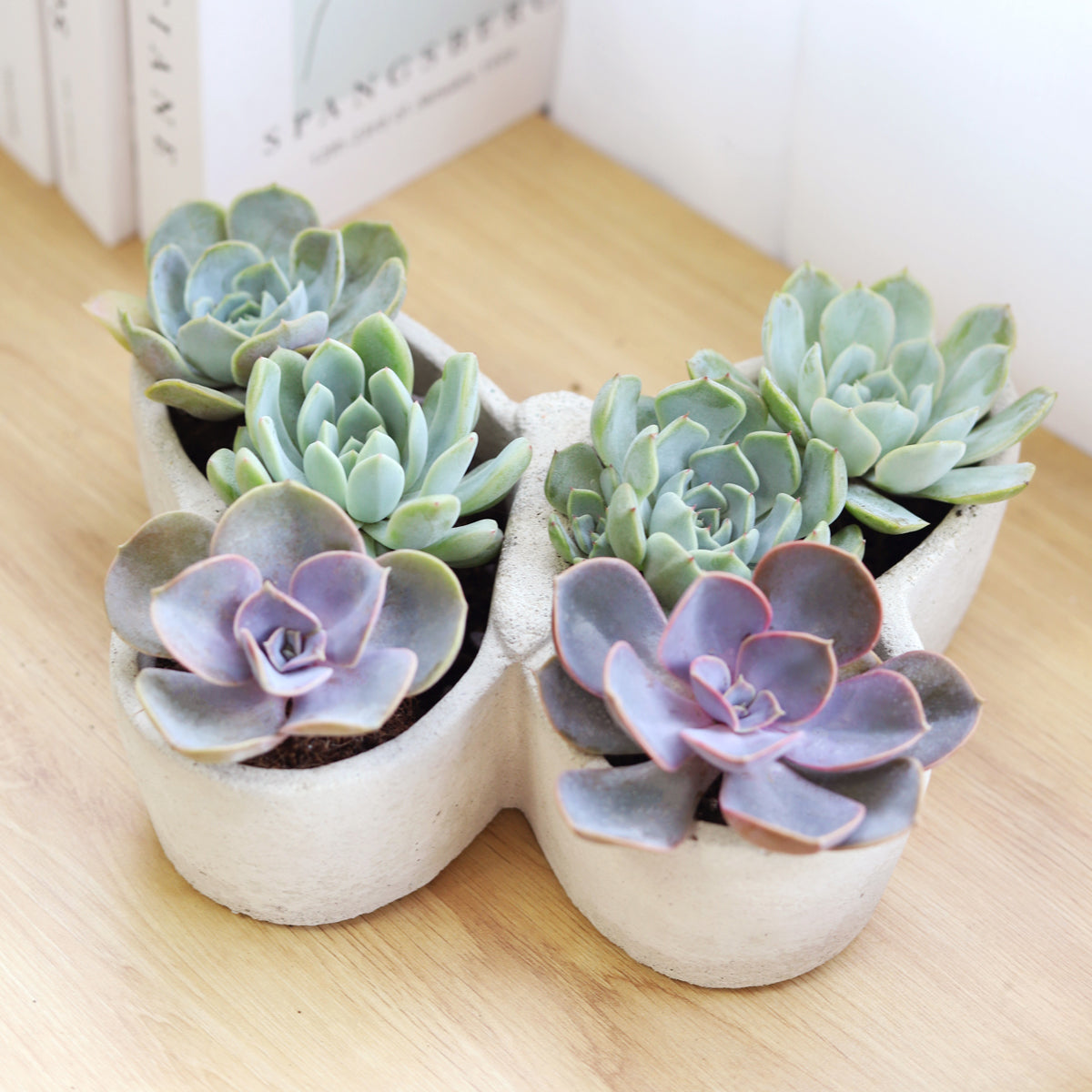 bouqs plantable succulent 9 inch Butterfly Succulent Arrangement, Creative Succulent Planter for Sale