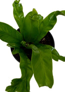 Buy Bird’s Nest ‘Leslie’ Fern live plant online, Bird’s Nest ‘Leslie’ Fern low maintenance indoor tropical plant, Bird’s Nest ‘Leslie’ Fern gift plant for plant lovers