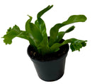 Buy Bird’s Nest ‘Leslie’ Fern live plant online, Bird’s Nest ‘Leslie’ Fern low maintenance indoor tropical plant, Bird’s Nest ‘Leslie’ Fern gift plant for plant lovers