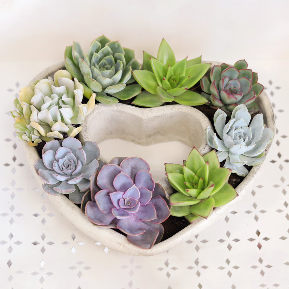 Large Succulent Heart Arrangement for sale, Mother&#39;s Day Succulent Gift Idea, Succulent Arrangement for Mom, Succulent planter, Succulent Heart Planter, Live Succulents as Gift for Special Occasions
