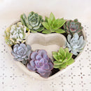 Potted Succulent Arrangement for Sale, Perfect Gifts for Mother&#39;s Day, Mother&#39;s Day Succulent Arrangement 