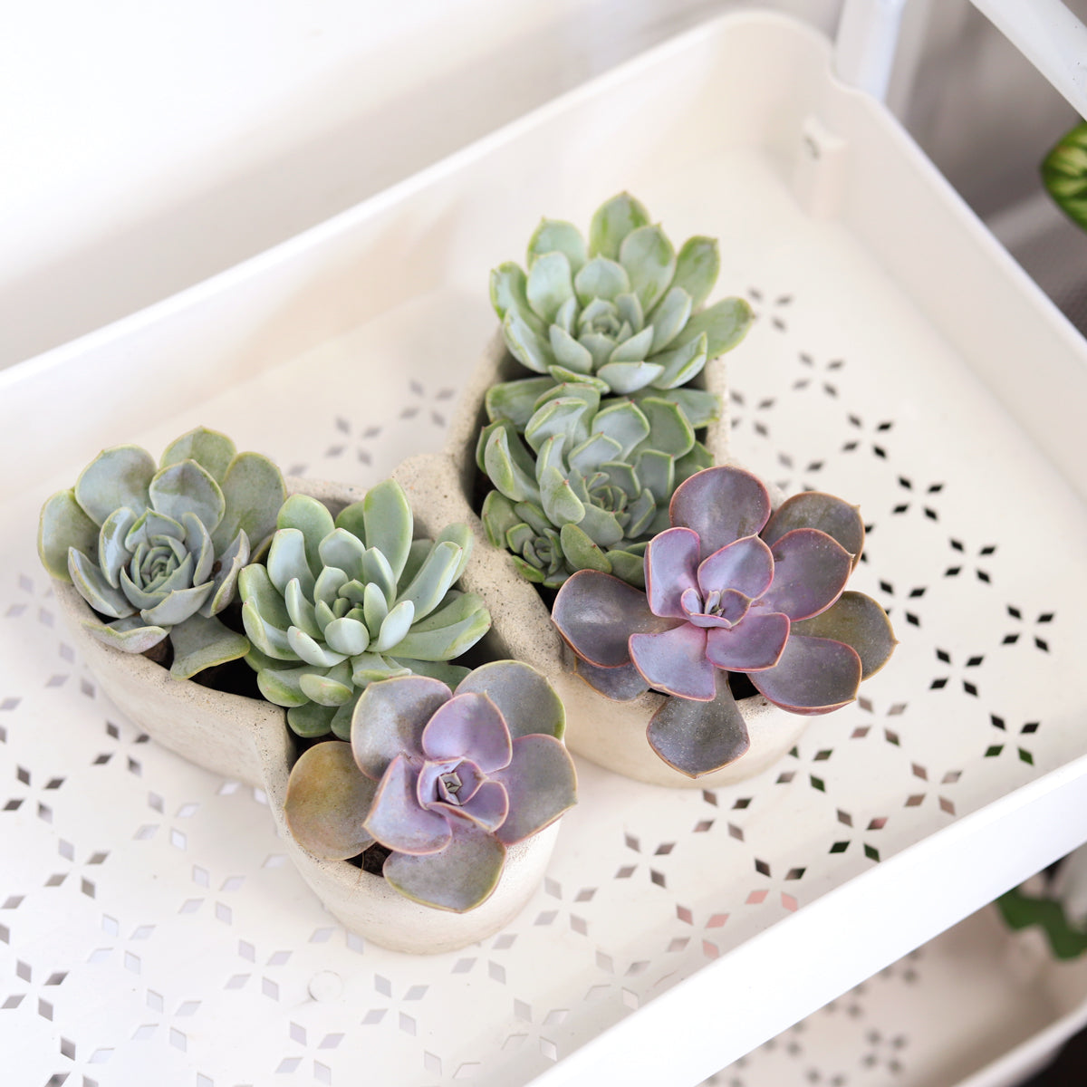 faux succulent arrangements for sale 9 inch Butterfly Succulent Arrangement, Creative Succulent Planter for Sale