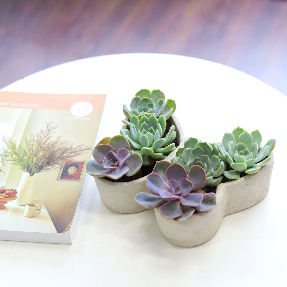 live succulent arrangements for sale 9 inch Butterfly Succulent Arrangement, Creative Succulent Planter for Sale