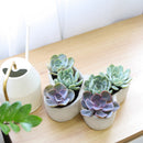 9 inch Butterfly Succulent Arrangement, Creative Succulent Planter for Sale, Live Succulent Gift Ideas, succulent arrangement for home decor